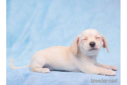 成約済の東京都のチワックス:チワワ×ミニチュアダックスフンド-203753の4枚目